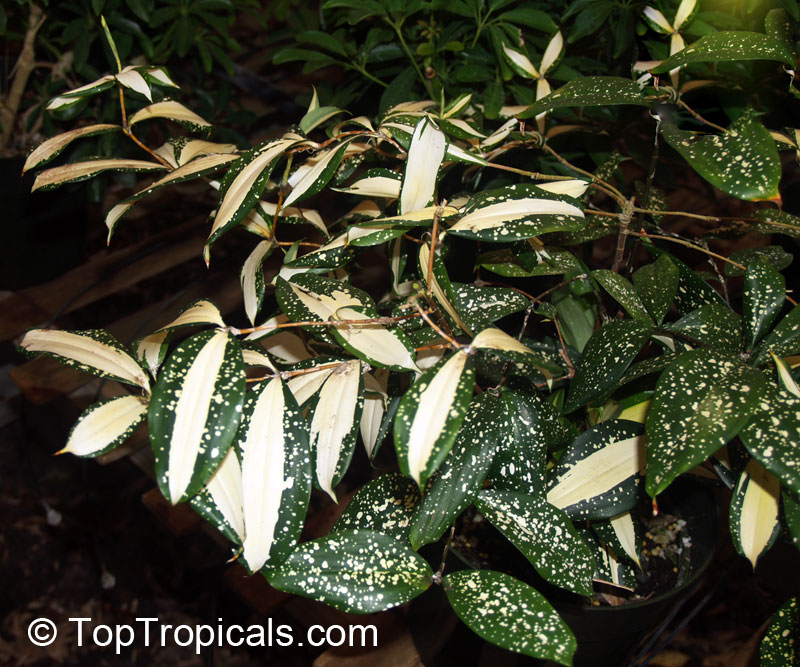 Dracaena surculosa, Dracaena godseffiana, Golddust Dracaena, Spoted-Leaf Dracaena, Japanese Bamboo, Gold Dust Plant