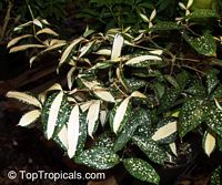 Dracaena surculosa, Dracaena godseffiana, Golddust Dracaena, Spoted-Leaf Dracaena, Japanese Bamboo, Gold Dust Plant

Click to see full-size image