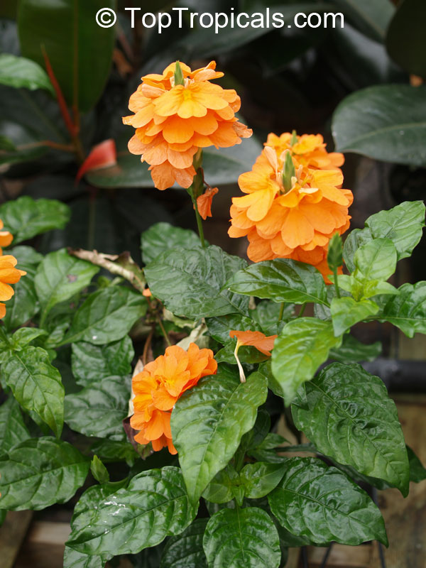 Crossandra infundibuliformis, Crossandra undulifolia Orange, Tropic Flame