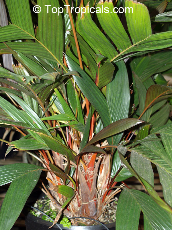 Areca vestiaria, Orange Crownshaft Palm