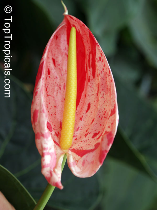 Plante tropicale fleurie Langue de feu Pot Ø 21cm Anthurium Andreanum Karma Rose Hauteur 75-80cm