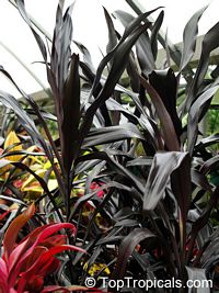 Cordyline fruticosa Black Magic - Hawaiian Good Luck Ti Leaf

Click to see full-size image