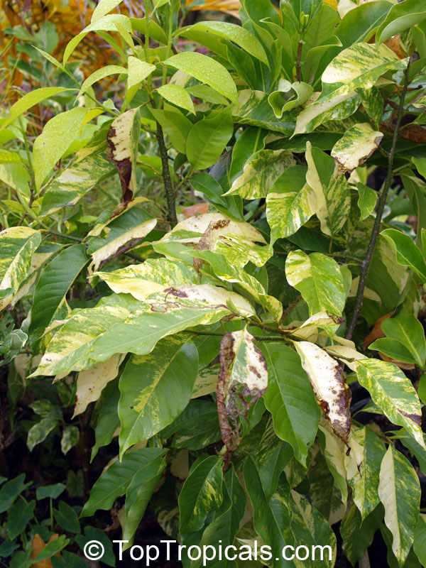 Magnolia champaca, Michelia champaca, Joy Perfume Tree, Huang Yu Lan, Safa. Magnolia champaca variegata
