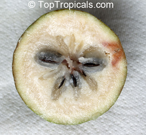 Caimito Star Apple fruit tree Jaco Beach (Green fruit), Chrysophyllum cainito, grafted