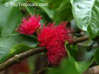 Syzygium malaccense, Eugenia malaccensis, Jambos malaccensis, Malay Apple, Macopa, Otaheite Apple, Pomarosa, Manzana

Click to see full-size image