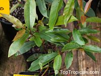 Syzygium cumini, Syzygium jambolanum, Eugenia cumini, Eugenia jambolana, Jambolan, Java Plum, Jamun, Naval, Neredu, Indian Allspice

Click to see full-size image