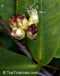 Syzygium aqueum, Eugenia aquea, Water Cherry, Watery Rose Apple

Click to see full-size image