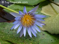 Nymphaea sp., Water Lily