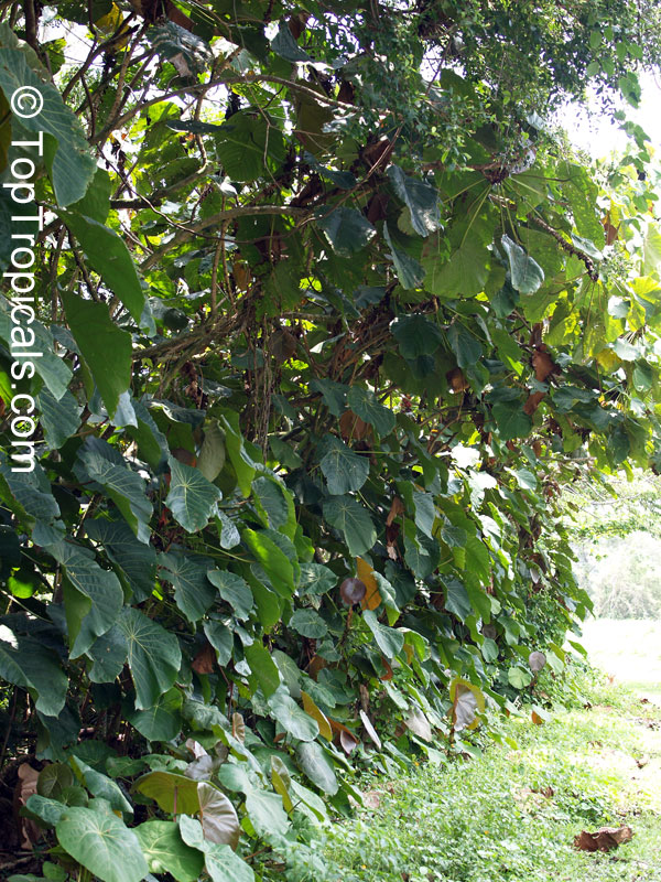 Macaranga grandifolia, Macaranga longifolia, Macaranga mappa, Macaranga, Nasturtium Tree, Parasol Leaf Tree, Bingabing, Sun Parasol Shrub, Elephant Ear Tree