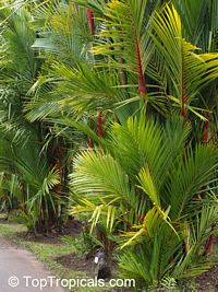 Cyrtostachys renda, Cyrtostachys lakka, Lipstick Palm, Sealing Wax Palm