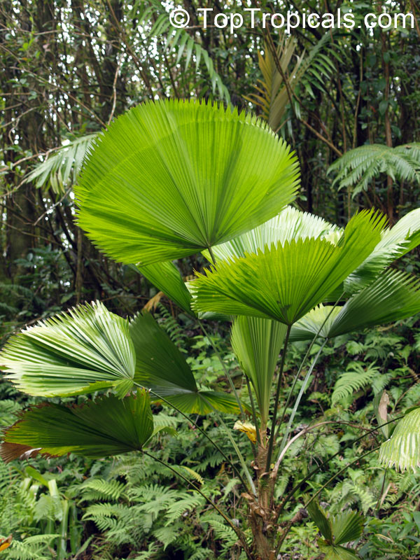 Licuala sp., Ruffled Fan palm