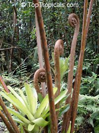 Cyathea cooperi, Sphaeropteris cooperi, Australian Tree fern, Hapuu Fern

Click to see full-size image