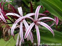 Crinum Queen Emma - Spider lily

Click to see full-size image