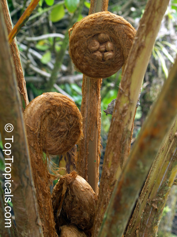 Cyathea cooperi Australian Tree Fern - baby leaves