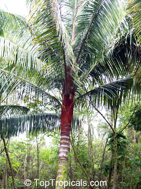 3 Gal 10" Teddy Bear Palm Tree Live Tropical Rare! Dypsis leptocheilos