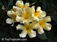 Rhododendron laetum , Vireya Rhododendron

Click to see full-size image