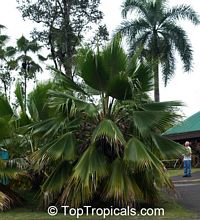 Livistona chinensis, Chinese Fan, Chinese Fountain Palm

Click to see full-size image