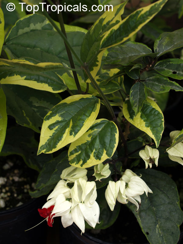 Clerodendrum thomsoniae, Bleeding heart, Glory bower, Clerodendron. Clerodendrum thomsoniae variegata