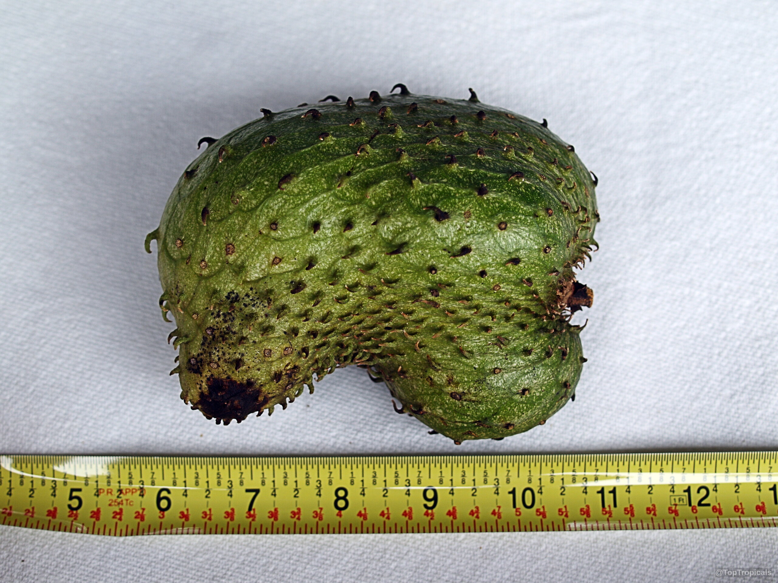 Annona muricata (Soursop) green fruit with soft spikes next to a yellow measuring tape for scale. Annona muricata (Soursop) green fruit close up with soft spikes and measuring tape for size.