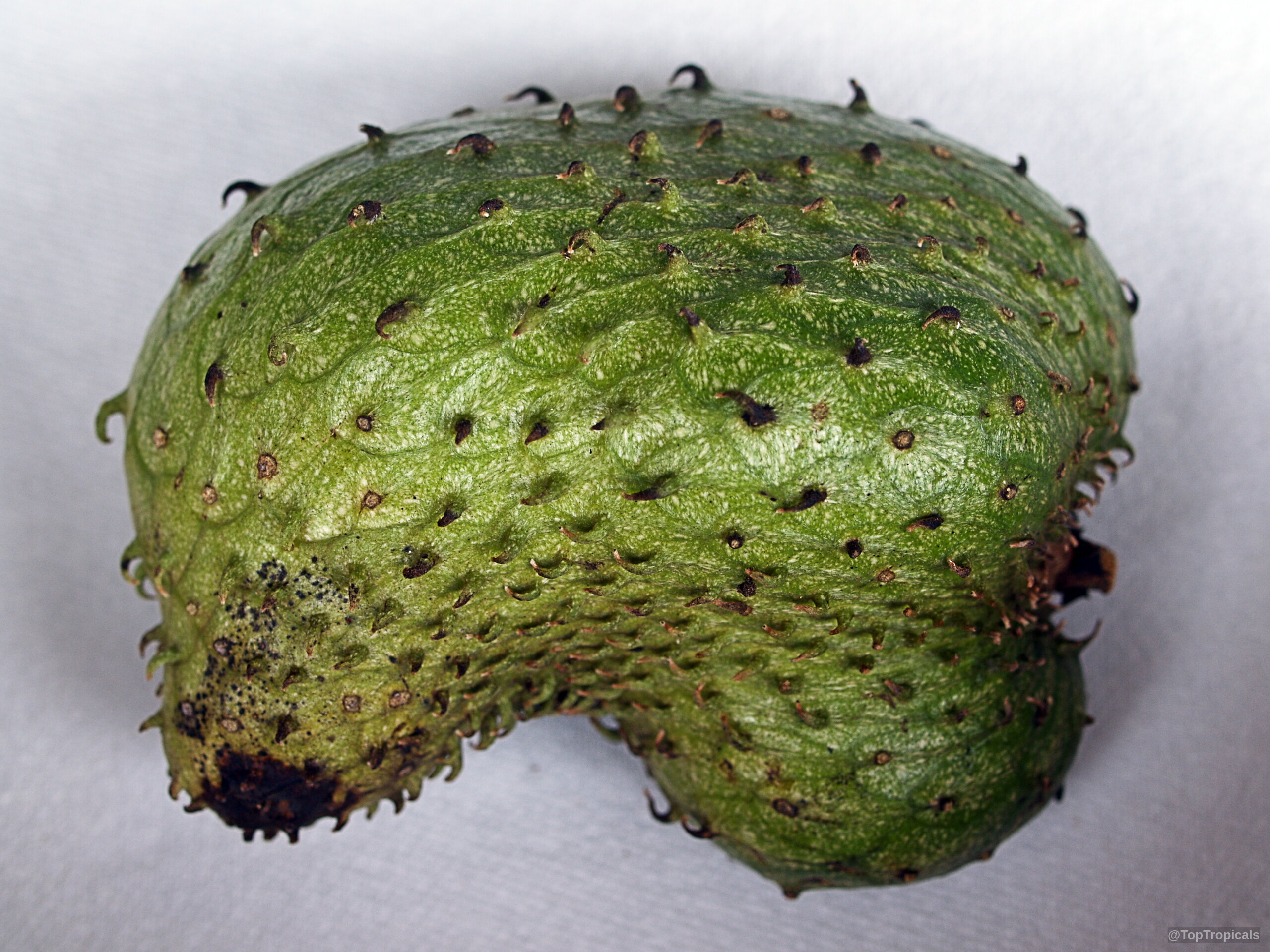 Annona muricata (Soursop) green fruit with textured skin and small spines resting on a white background. Annona muricata (Soursop) green fruit, close up, textured skin with small soft curved spines.