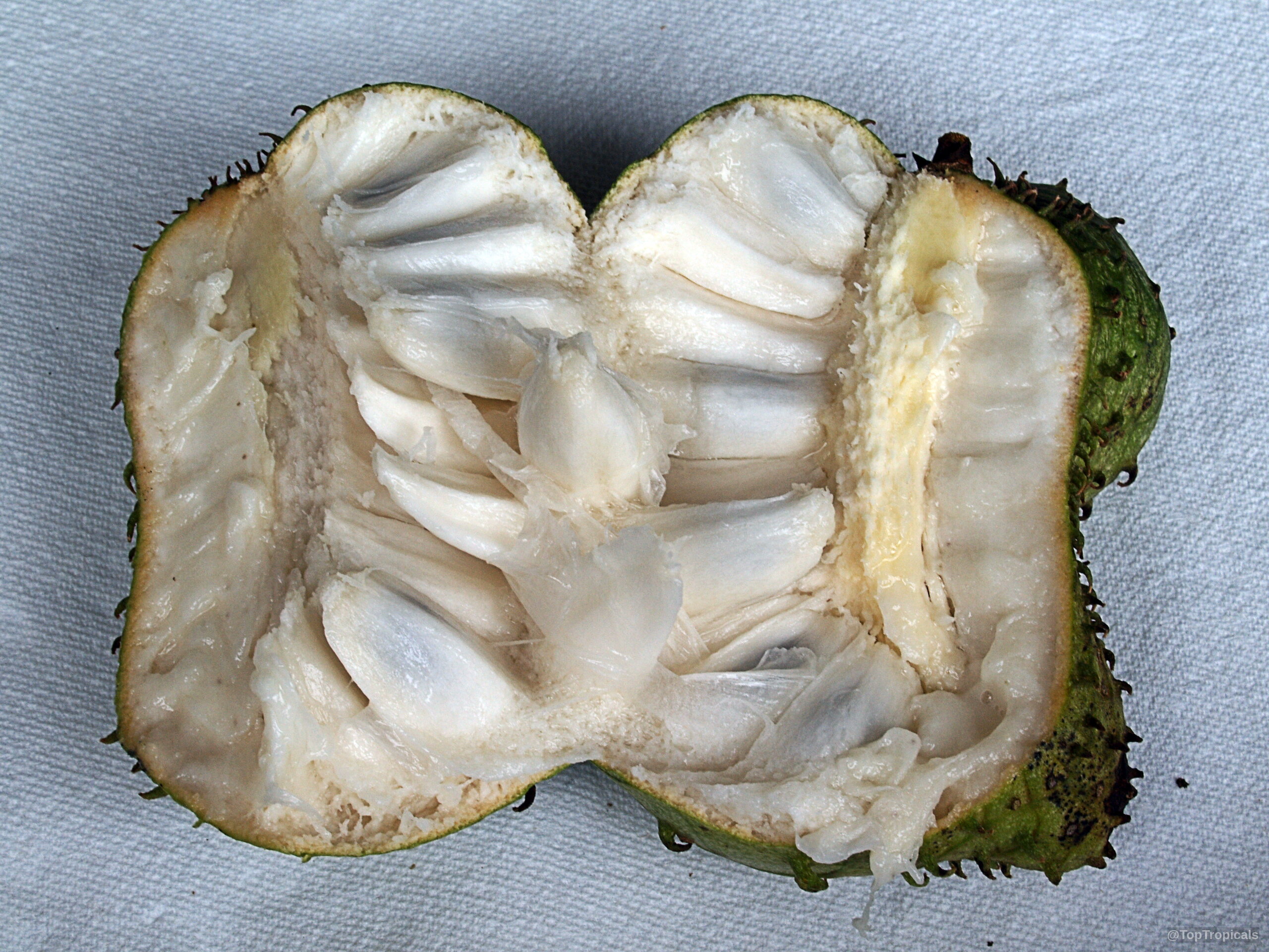 Annona muricata (Soursop) split open to reveal the soft white flesh and seeds inside. Annona muricata (Soursop) split open showing white juicy pulp inside green skin, close up.