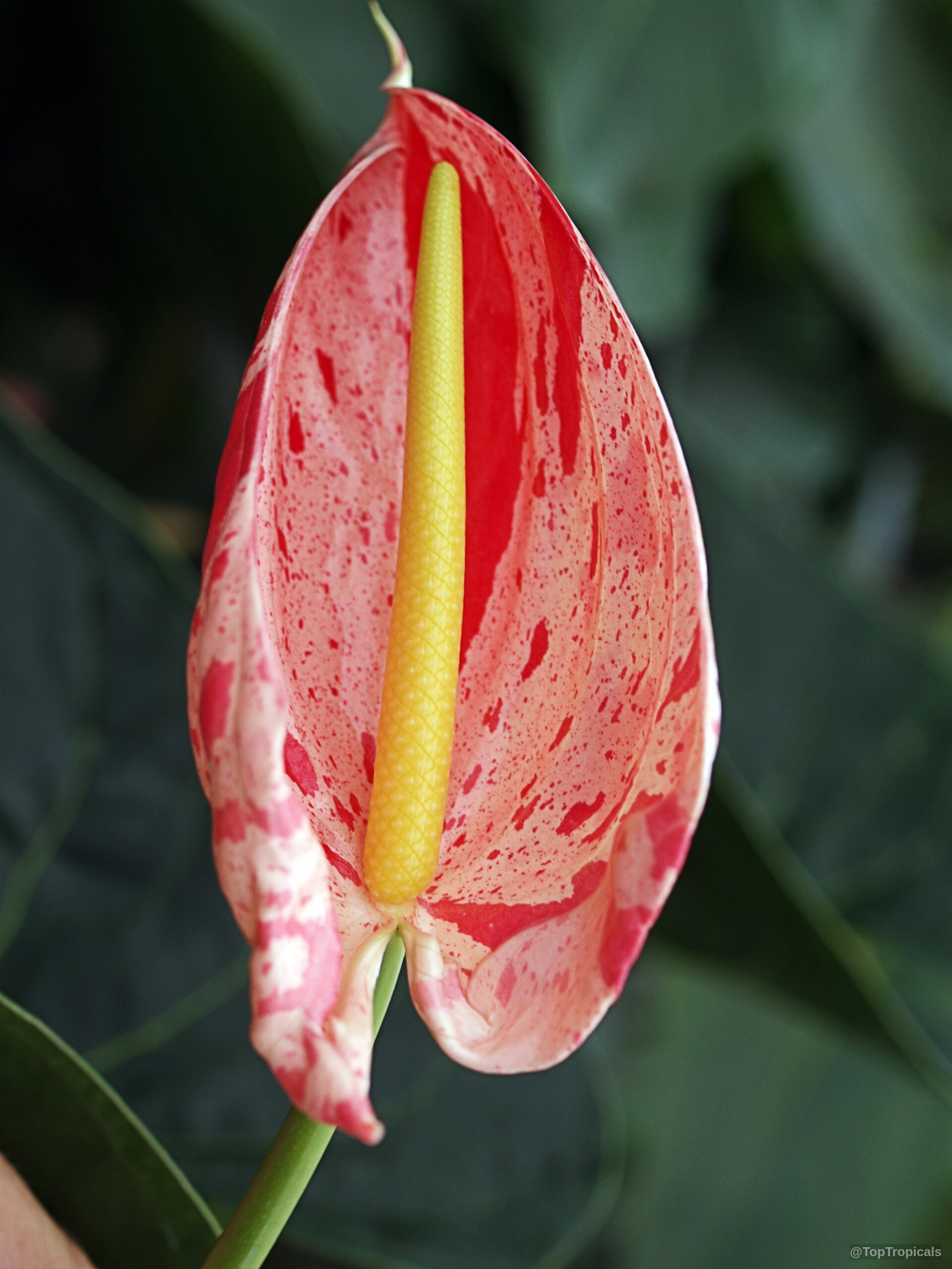 Anthurium sp. (Flamingo Flower) 'Shibori' pink and red speckled flower with yellow center spadix. Anthurium sp. (Flamingo Flower) 'Shibori' pink and red flower close up