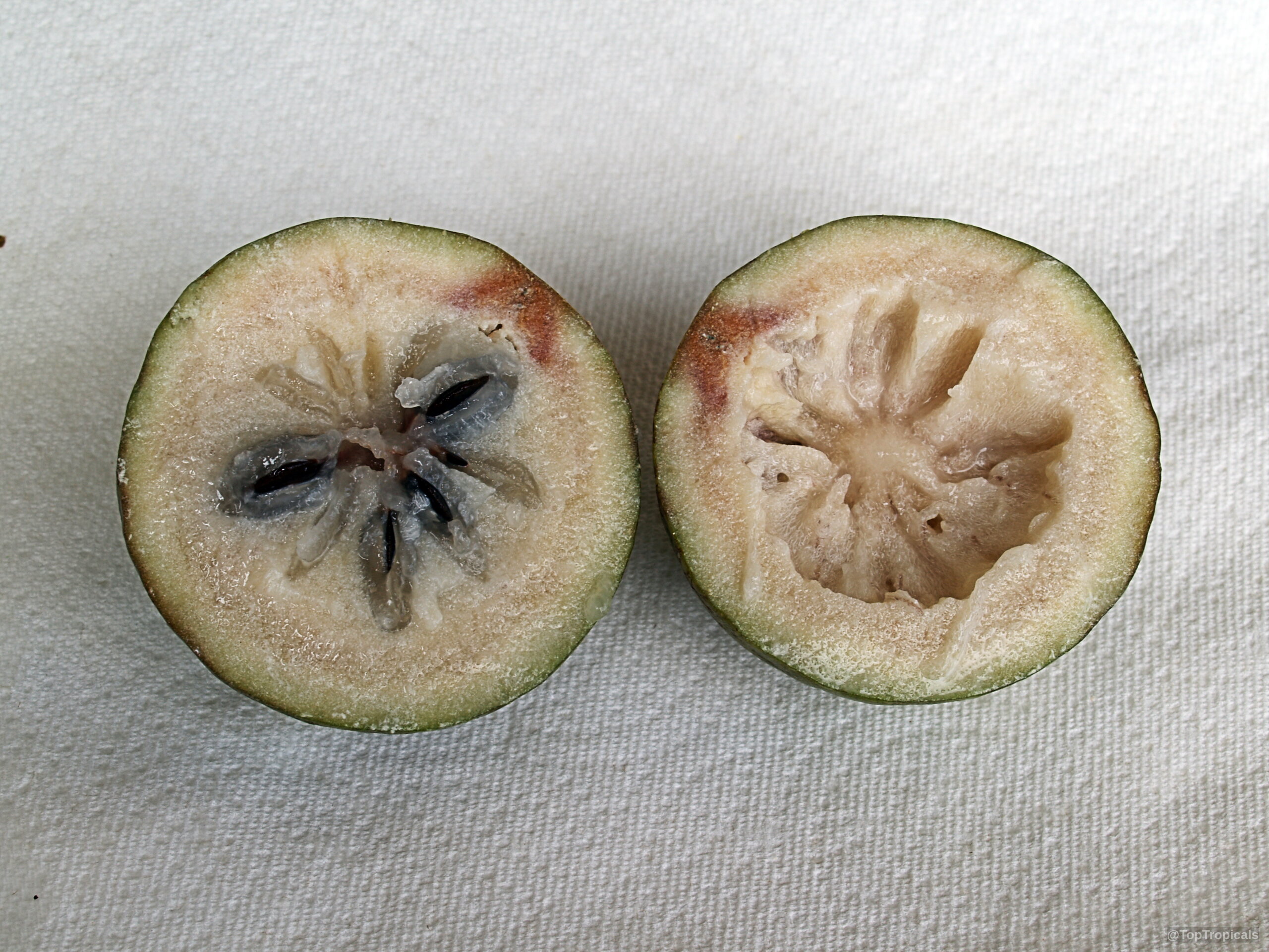 Chrysophyllum cainito (Caimito) sliced open to reveal the star-shaped internal segments on a fabric surface Chrysophyllum cainito (Caimito) cut open revealing green skin and white pulp fruit close up