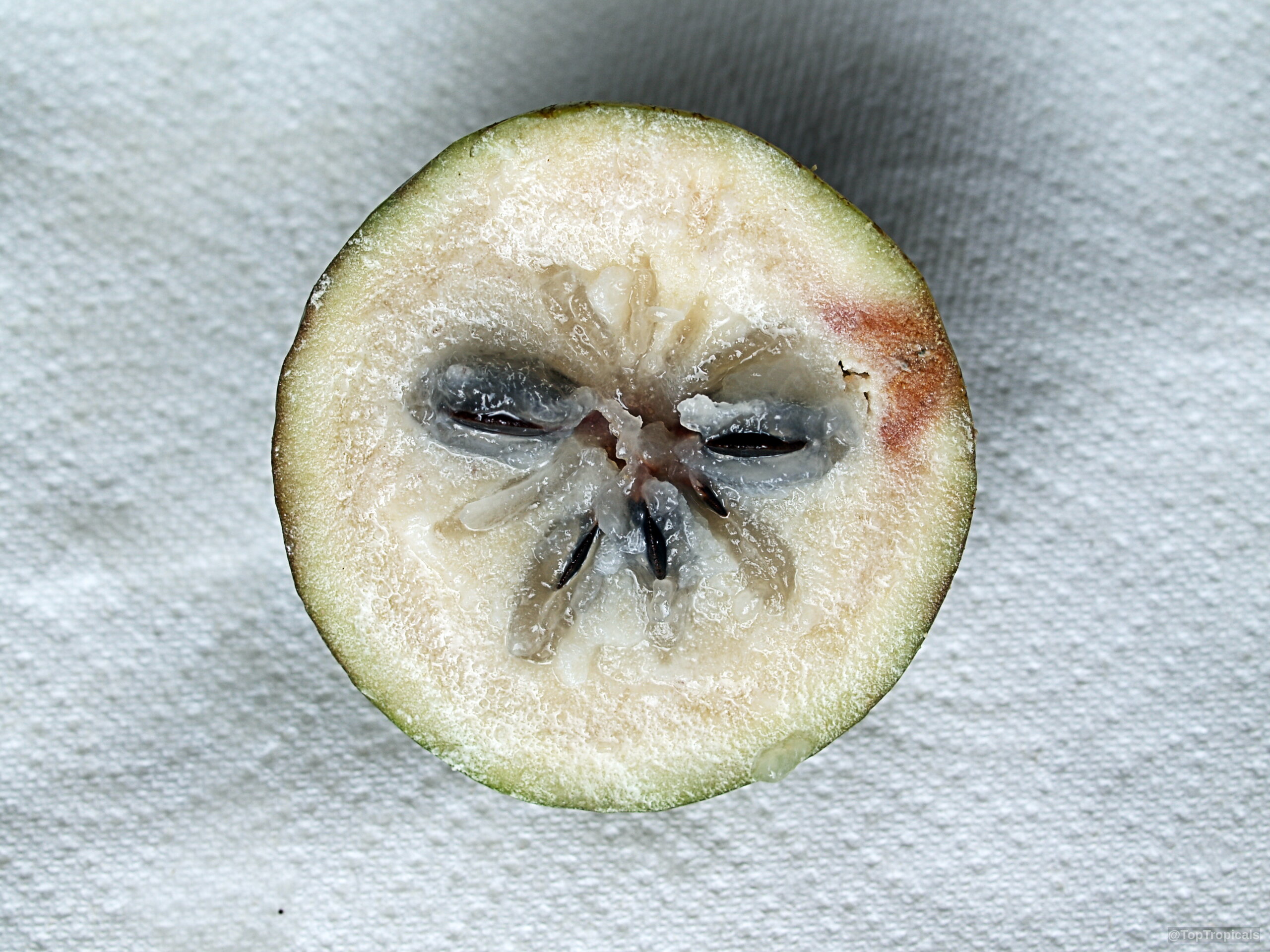 Chrysophyllum cainito (Caimito) cut open revealing the translucent white interior and dark brown seeds inside. Chrysophyllum cainito (Caimito) green fruit close up with translucent white pulp and dark seeds.
