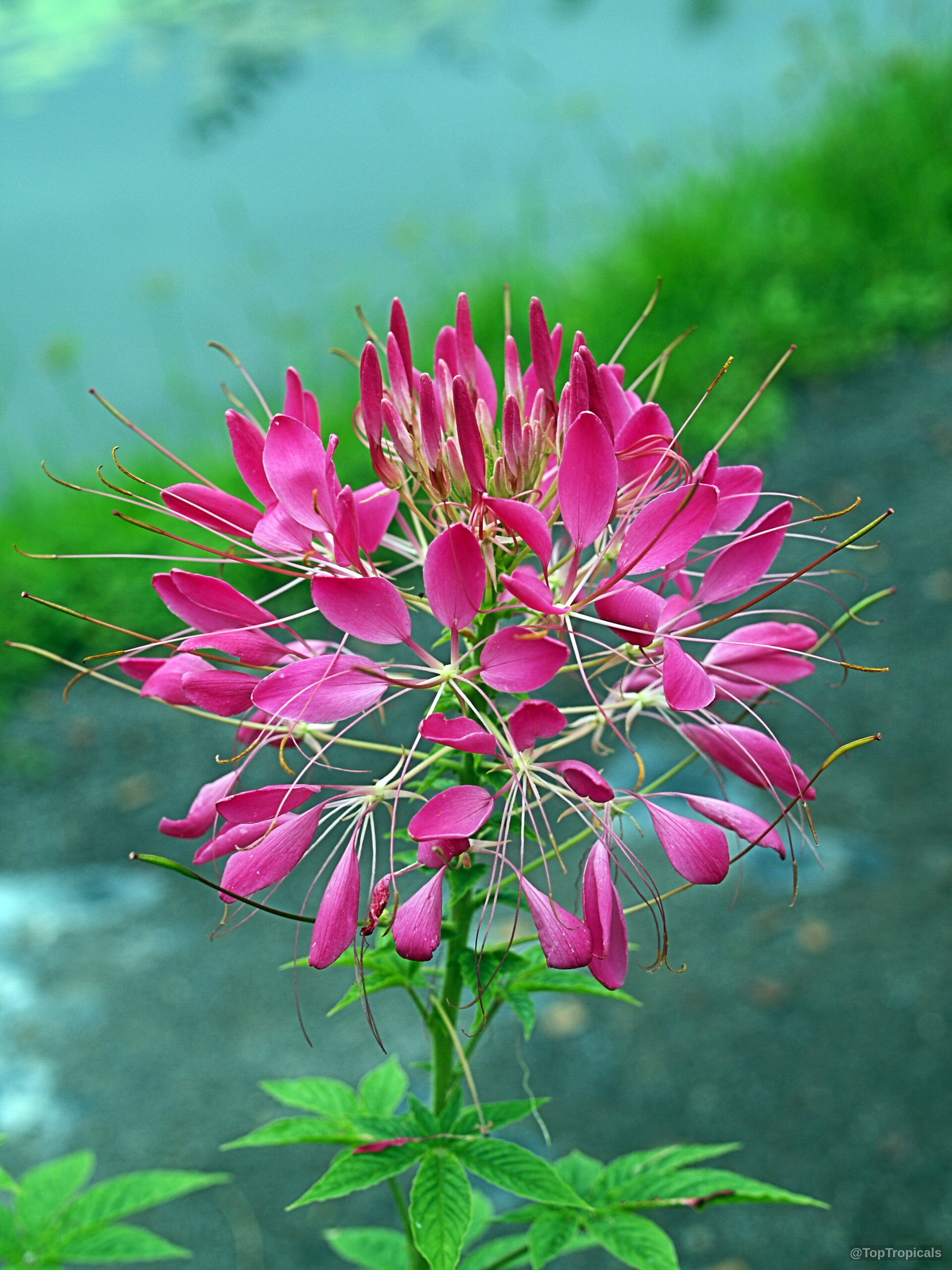Cleome hassleriana (Spider Flower) magenta pink flower with long spreading stamens and green palmately leaves Cleome hassleriana (Spider Flower) magenta pink flower close up with long thin curling stamens