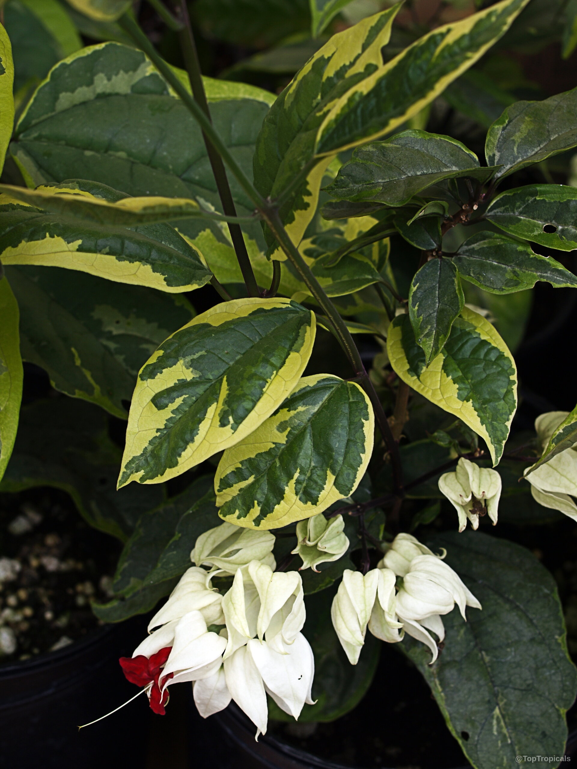 Clerodendrum thomsoniae (Bleeding heart) stems carry bicolor variegated foliage and papery white flower clusters. Clerodendrum thomsoniae (Bleeding heart) plant with yellow green leaves and white red flower