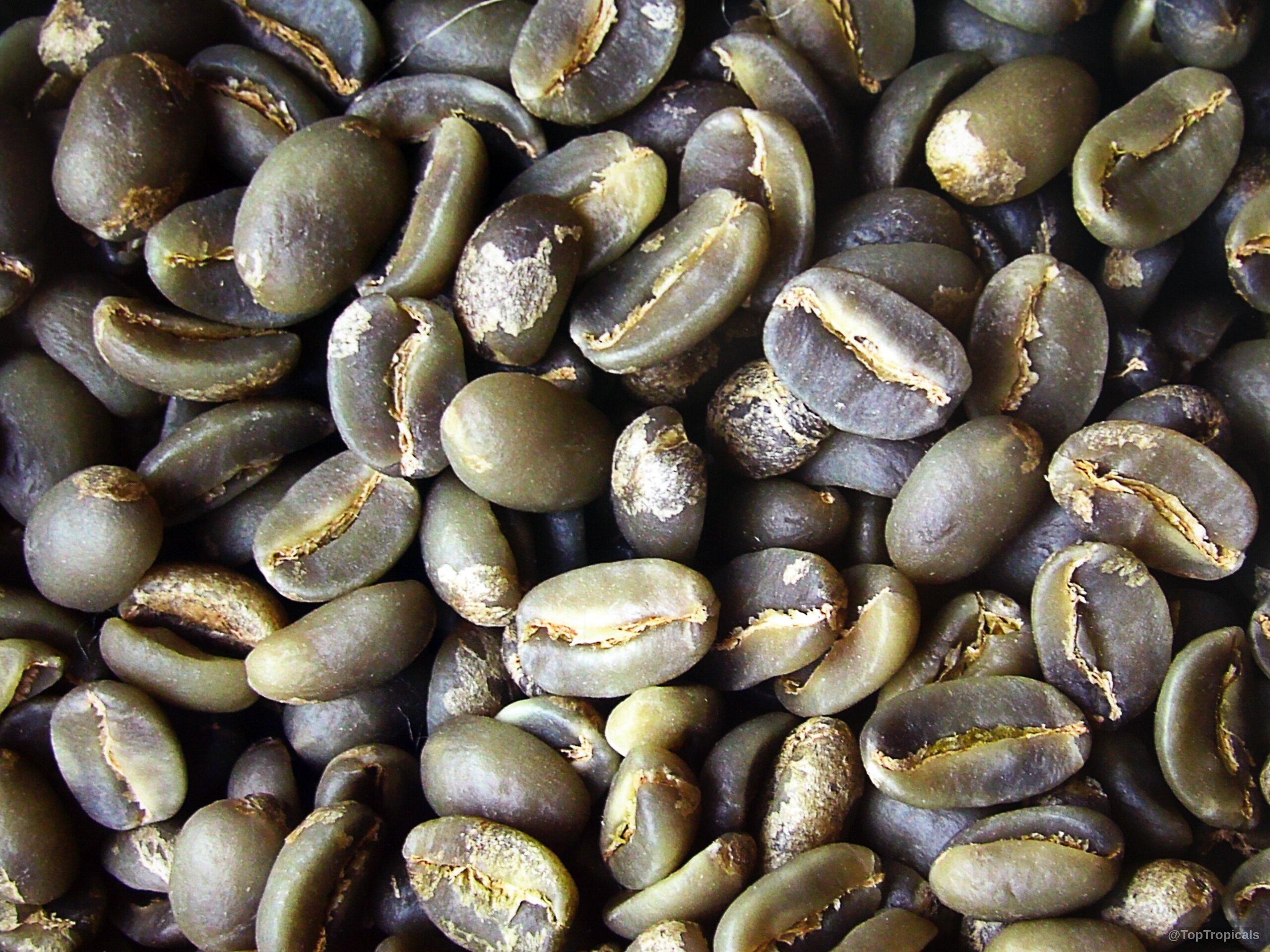 Coffea arabica (Coffee) raw dried fruit pile with a distinct olive green skin and crevice Coffea arabica (Coffee) dried olive green fruit close up pile on dark background surface area