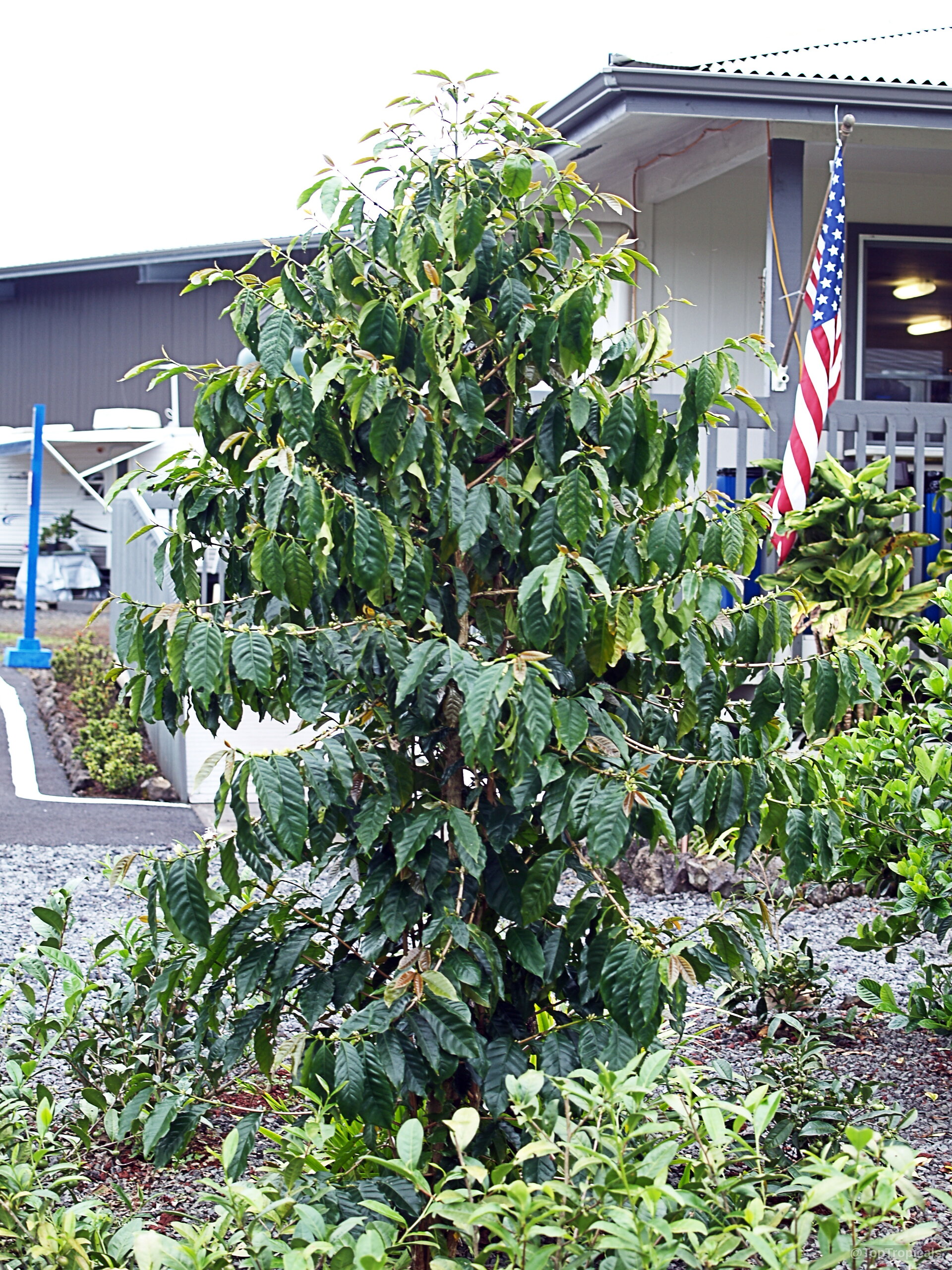 Coffea arabica (Coffee) tree with dark green leaves on branches grown in a landscape setting. Coffea arabica (Coffee) green tree with dense pointed leaves and small branches in landscape