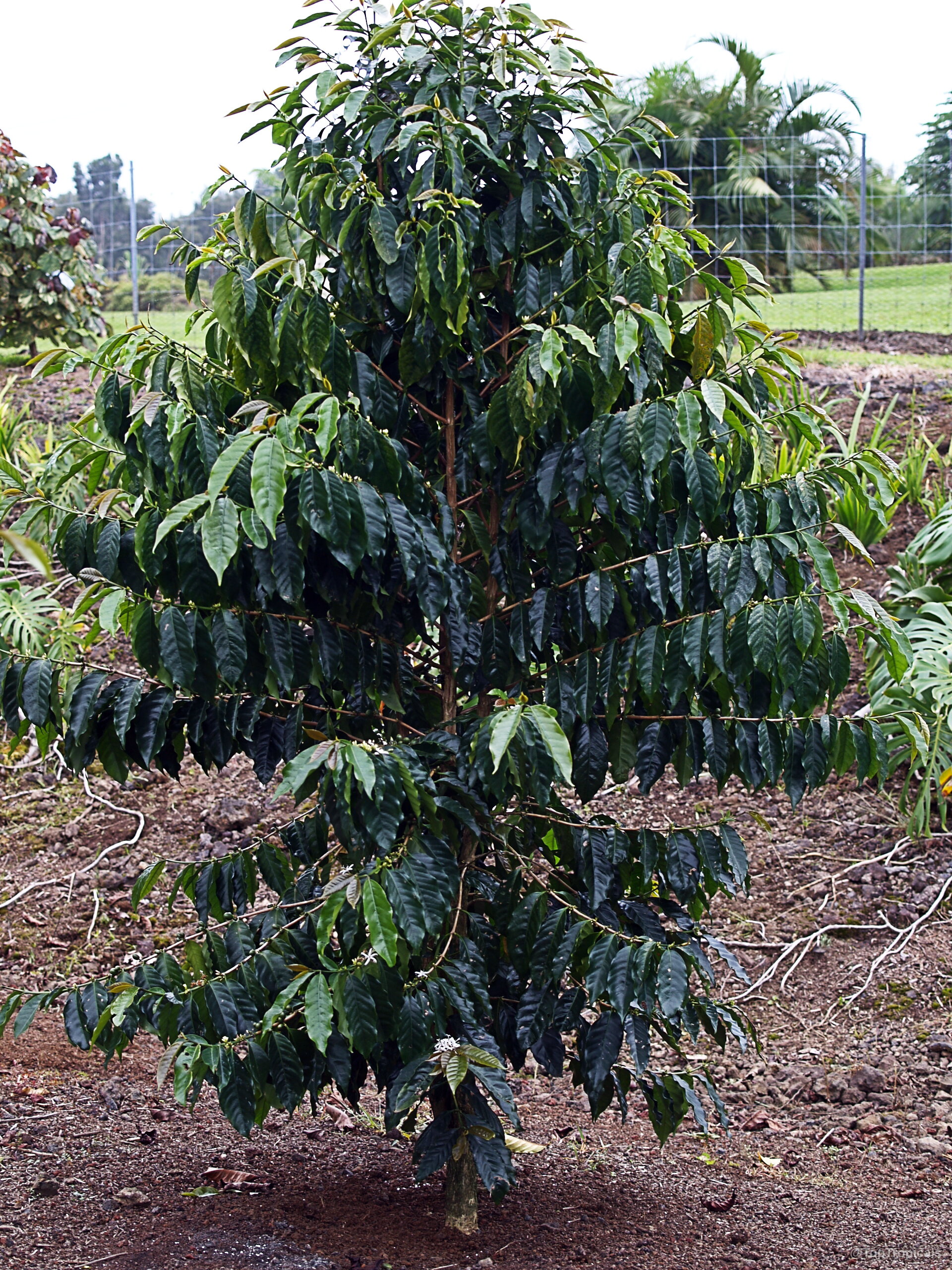Coffea arabica (Coffee) displays dense foliage throughout the branches of this symmetrical upright growing tree. Coffea arabica (Coffee) tree with deep green leaves standing tall in the open soil.