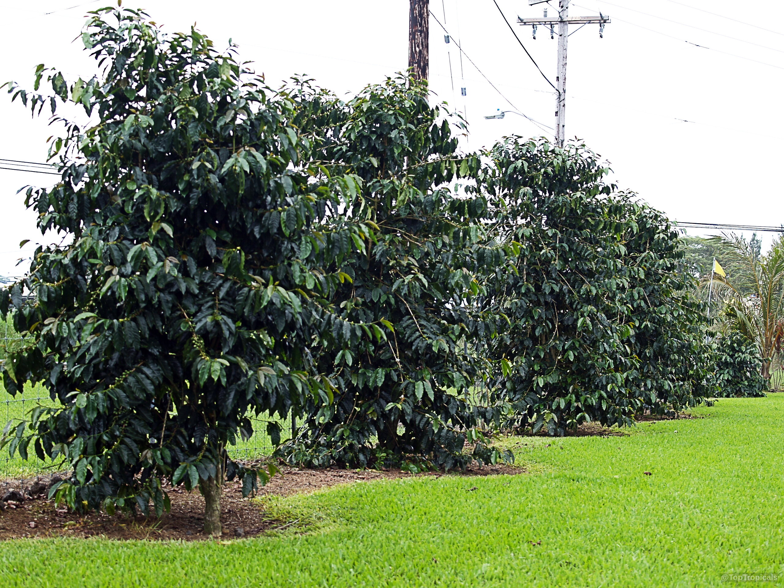 Coffea arabica (Coffee) trees stand in a line with many thick dark green oval leaves. Coffea arabica (Coffee) tree with dense dark green leaves and a thick rounded shape.