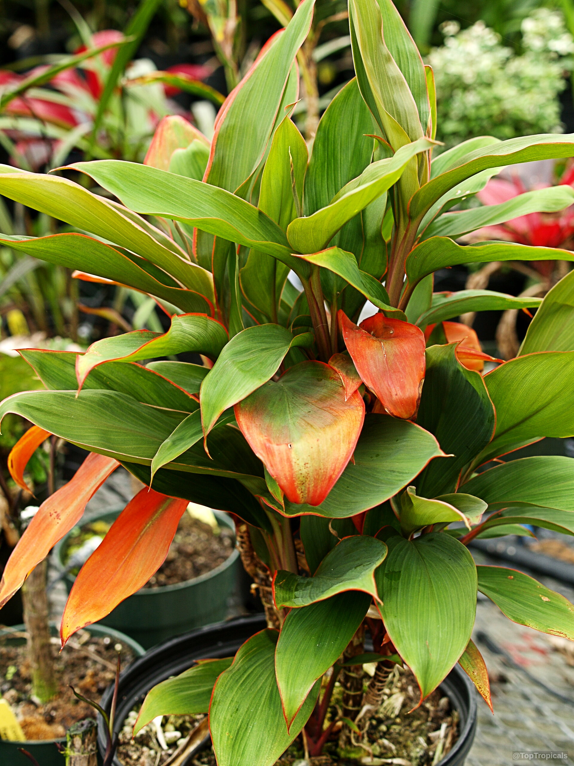 Cordyline fruticosa (Hawaiian Ti Leaf) with lance shaped green foliage and orange edges in containers. Cordyline fruticosa (Hawaiian Ti Leaf) green and orange leaves on a plant in pots.