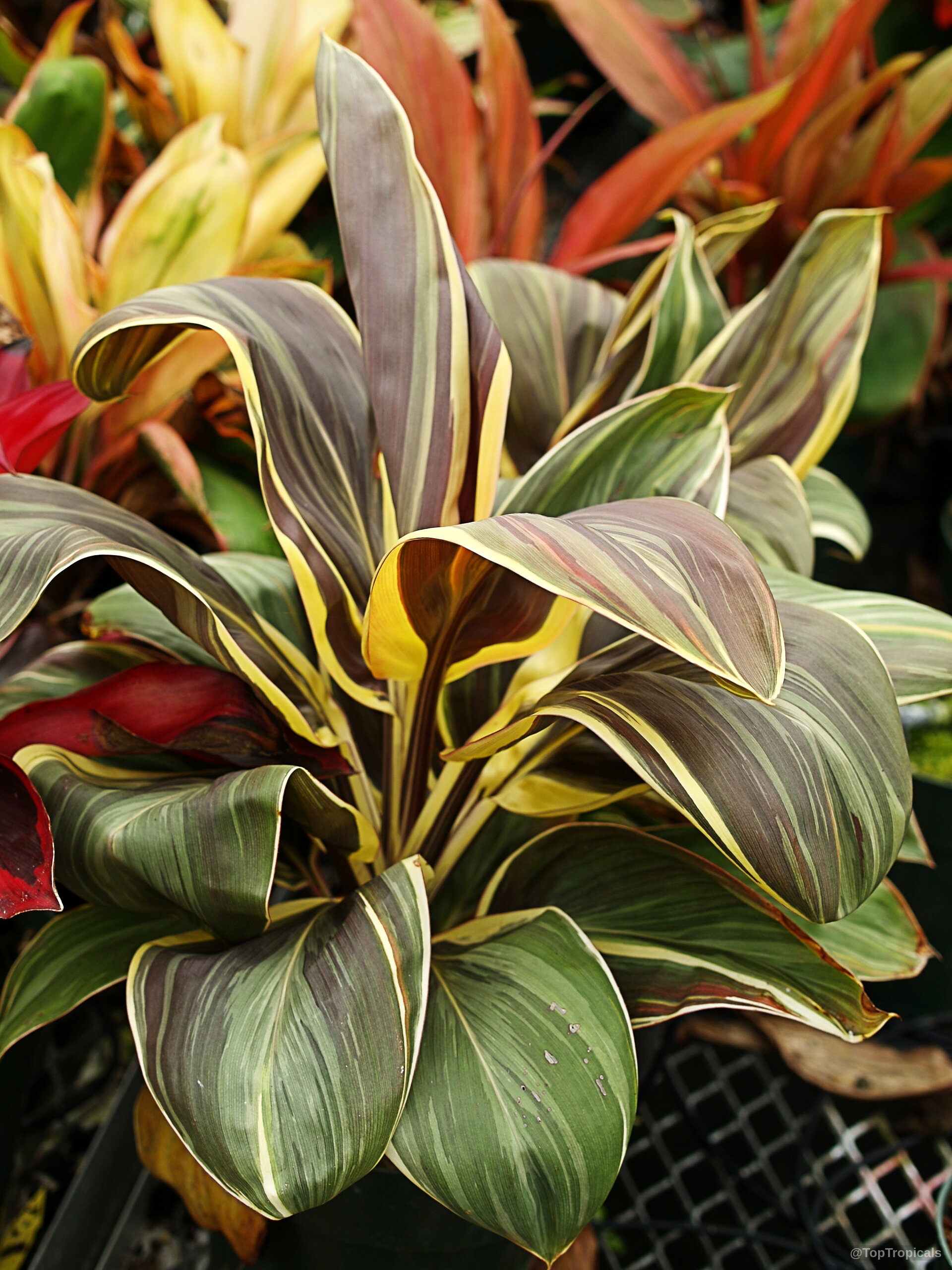 Cordyline fruticosa (Hawaiian Ti Leaf) showing elongated leaves with maroon, green and yellow color streaks. Cordyline fruticosa (Hawaiian Ti Leaf) plant with long dark maroon and yellow variegated leaves.