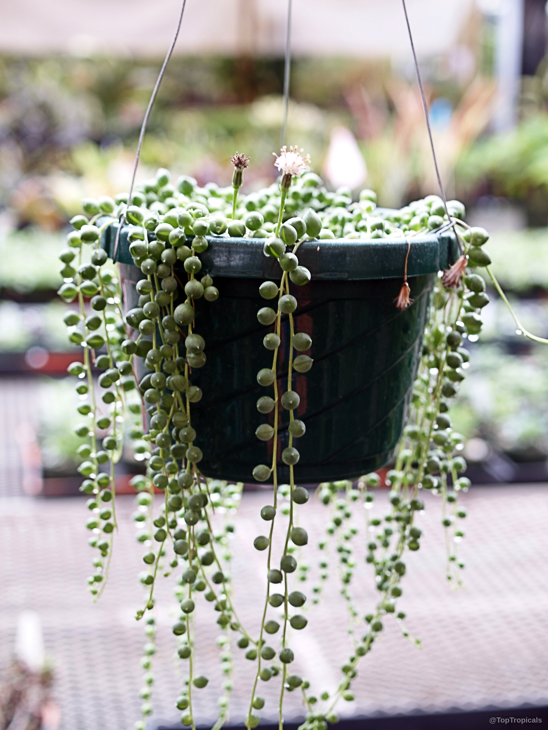 Curio rowleyanus (String of pearls) hanging in a green container with small spherical green leaves Curio rowleyanus (String of pearls) green plant with small round spheres hanging in basket