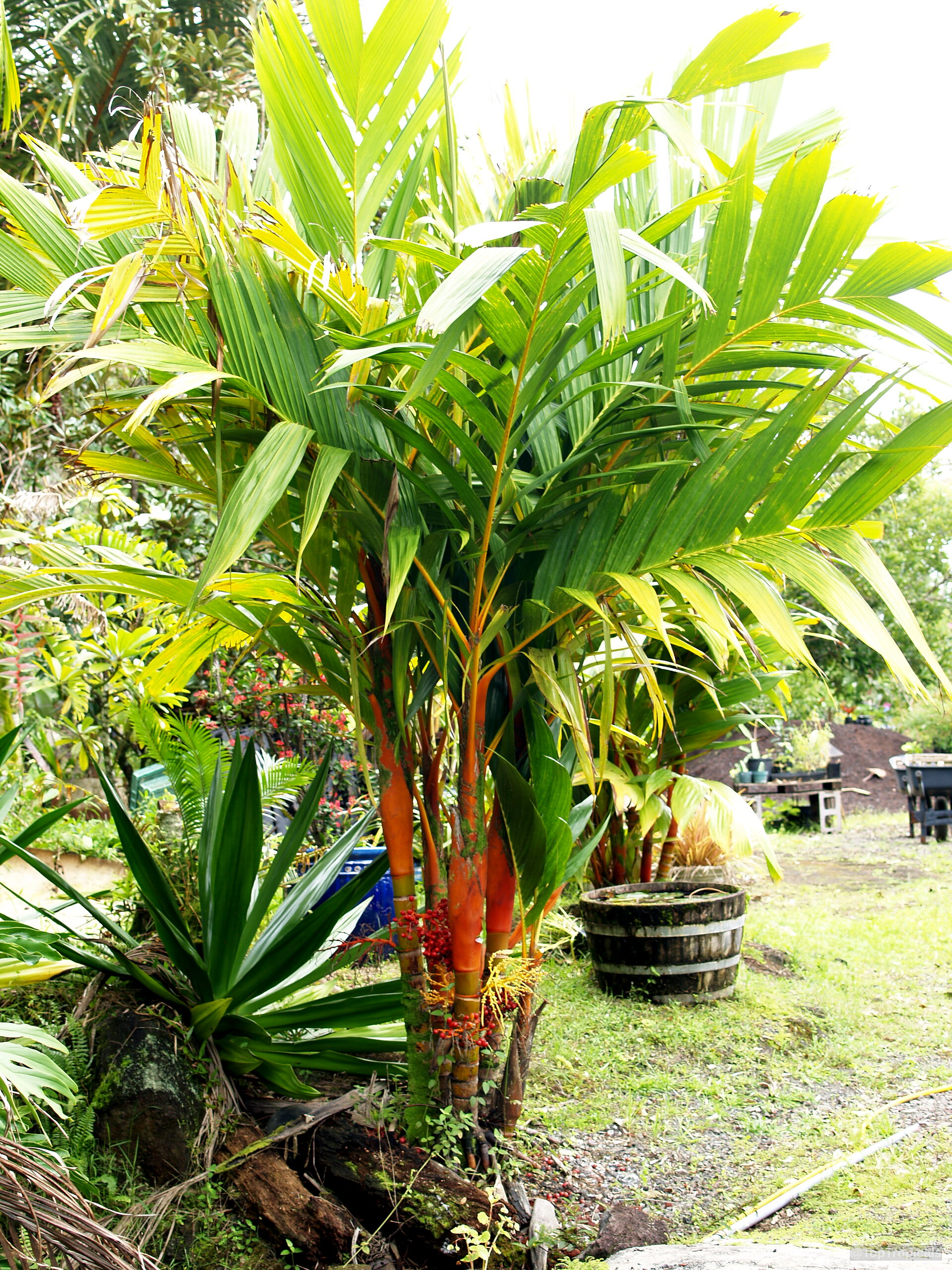 Cyrtostachys renda (Lipstick Palm) stems reach upward supporting long green fronds with small red fruit Cyrtostachys renda (Lipstick Palm) red stems and green fronds plant in a natural ground setting