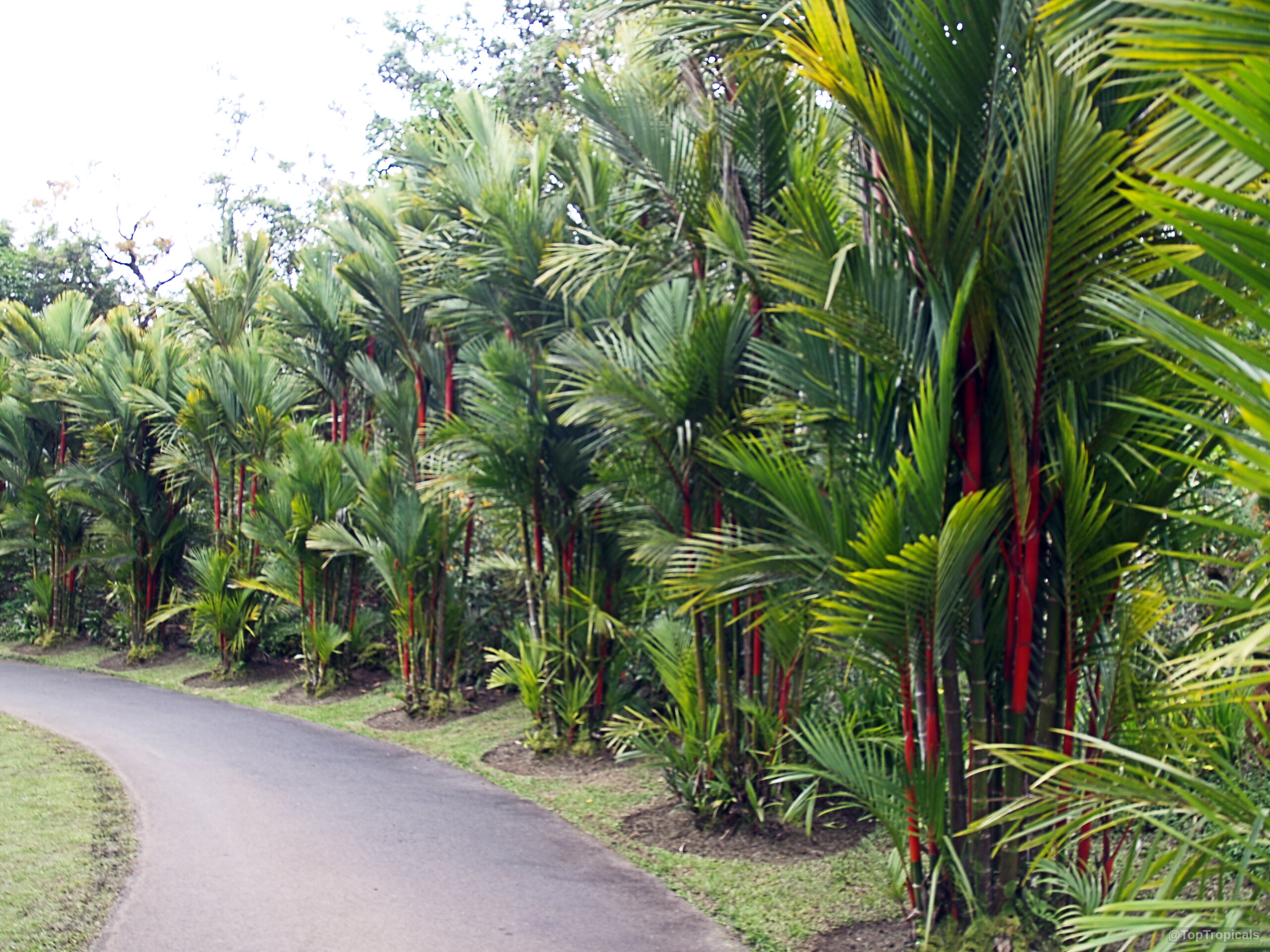 Cyrtostachys renda (Lipstick Palm) lines a curved path, highlighting red stems and green palm fronds. Cyrtostachys renda (Lipstick Palm) with vibrant red stems and green fronds, a tropical palm plant