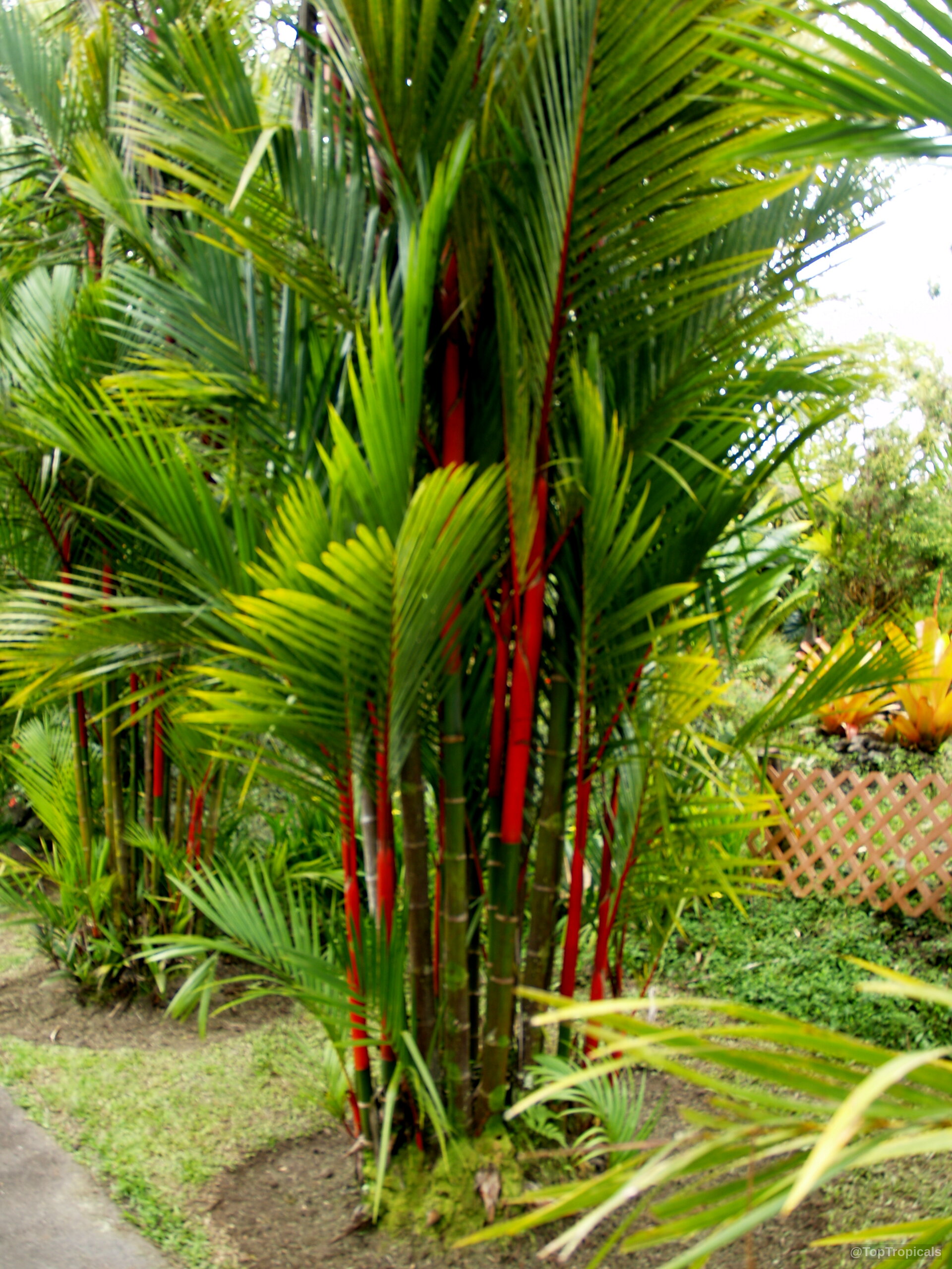 Cyrtostachys renda (Lipstick Palm) trunks showing vibrant red color under long arching green pinnate leaves. Cyrtostachys renda (Lipstick Palm) with vibrant red stems and long arching green pinnate palm leaves.