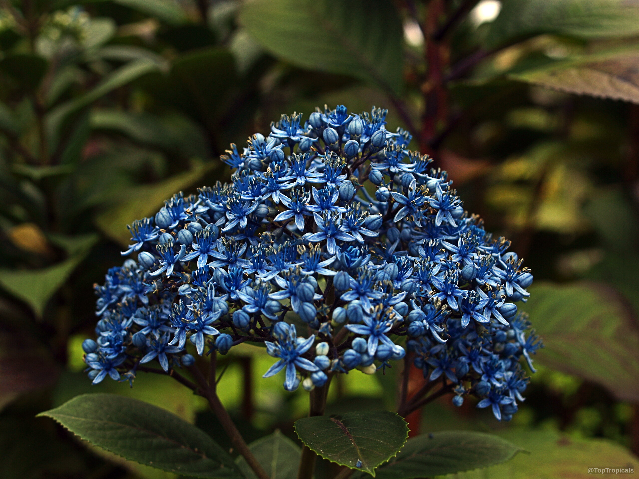 Dichroa sp. (Dichroa) blue flower cluster with star shaped petals above dark green leaves Dichroa sp. (Dichroa) blue flower close up with dense clusters and pointed petals