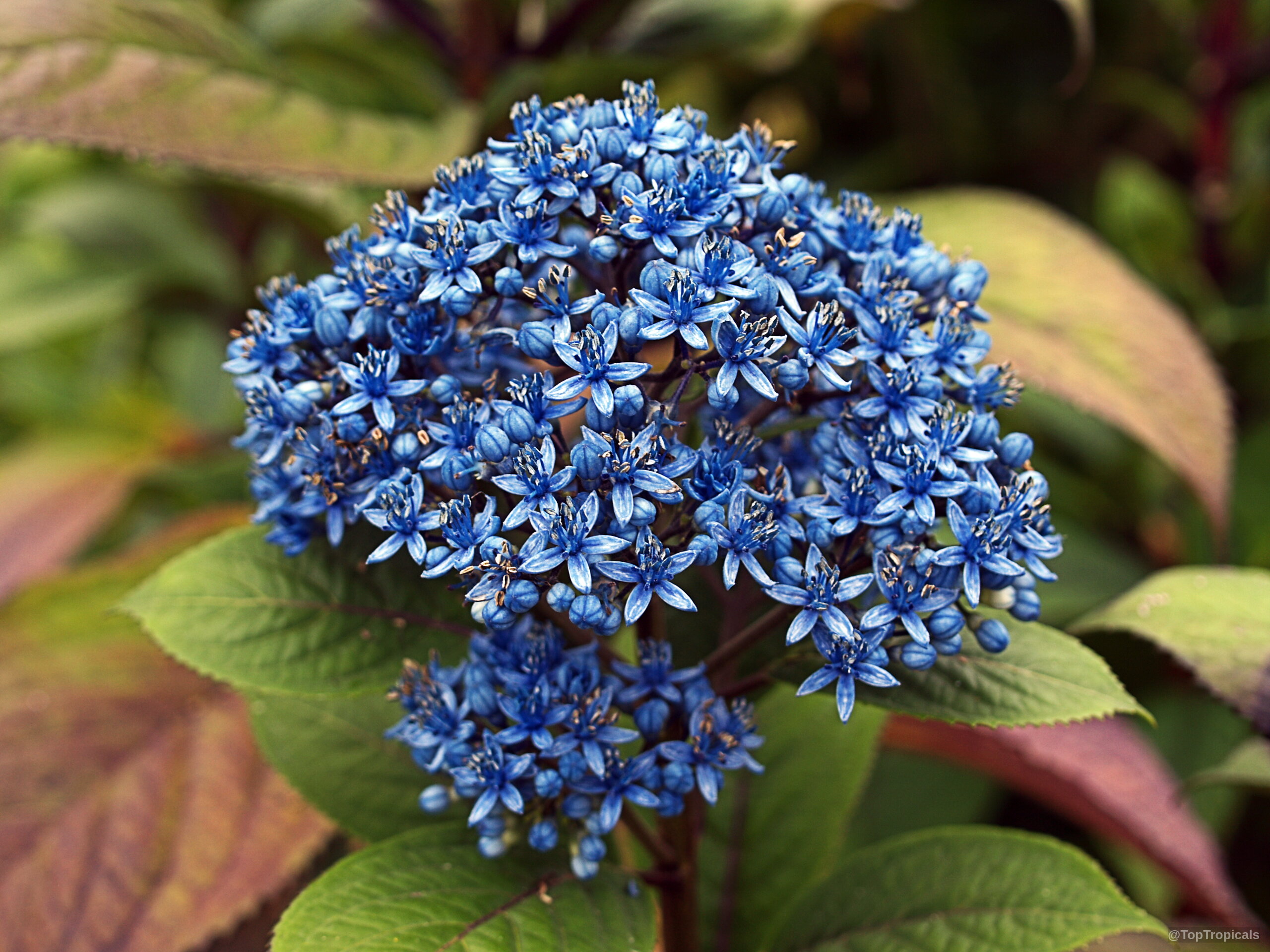 Dichroa sp. (Dichroa) flower cluster with intense blue star-shaped petals above green serrated leaves. Dichroa sp. (Dichroa) blue flower close up with green leaves for plant background detail.