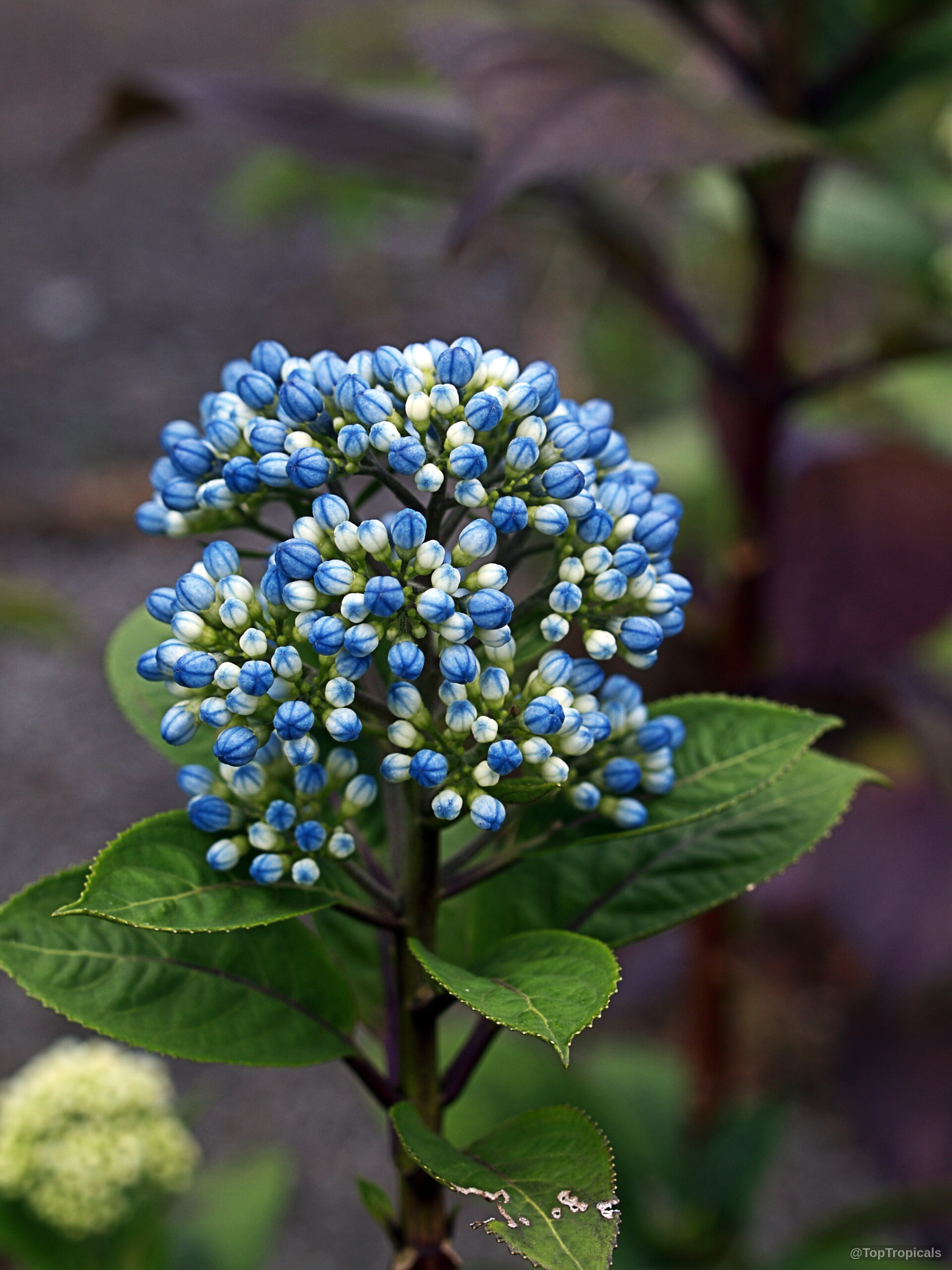 Dichroa sp. (Dichroa) bunch of blue flower buds above serrated green foliage on the stem. Dichroa sp. (Dichroa) blue flower close up, numerous small round buds with green foliage.