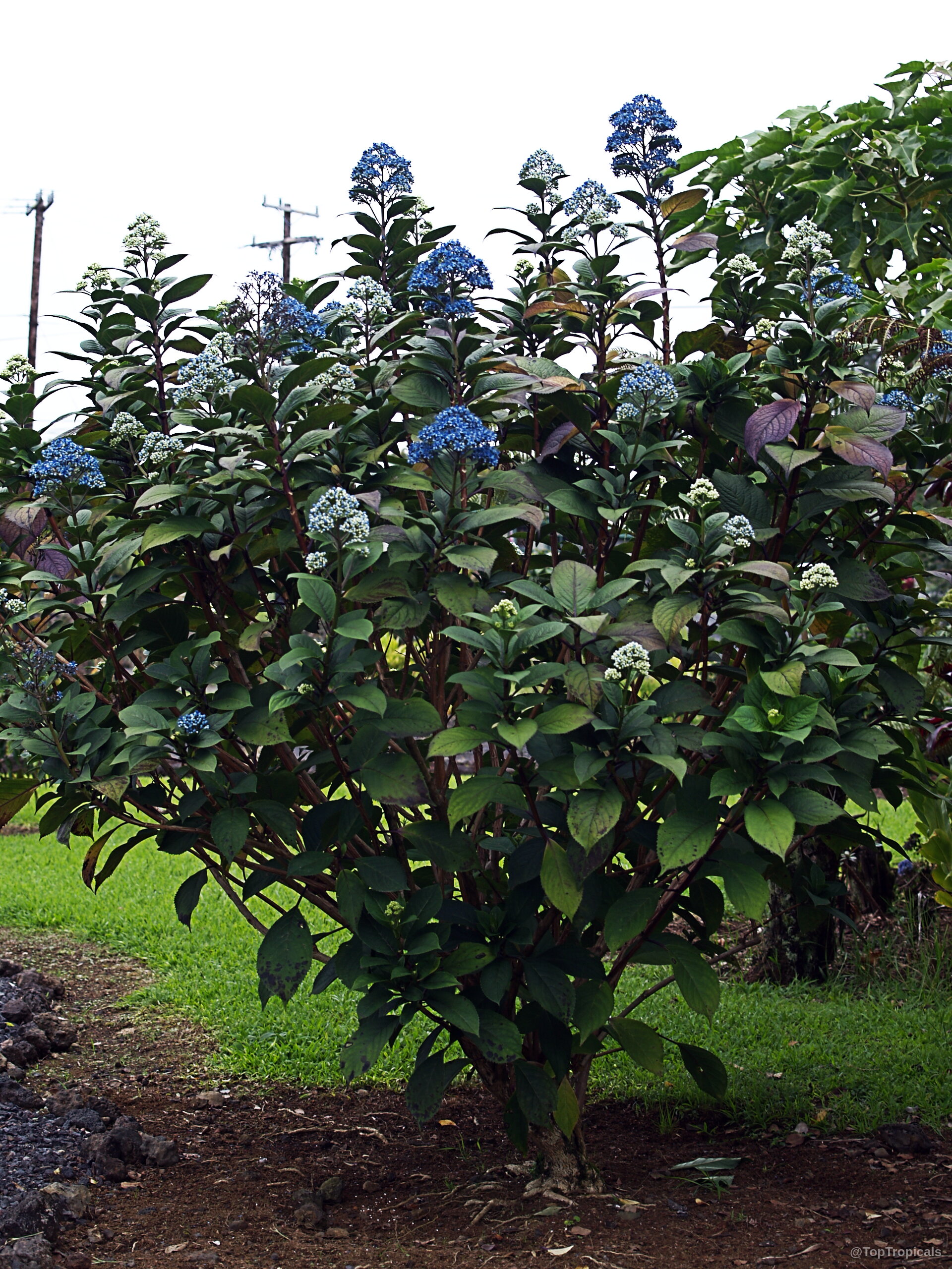 Dichroa sp. (Dichroa) with clusters of blue flowers standing on upright stems among thick foliage. Dichroa sp. (Dichroa) shrub with blue flowers and deep green leaves in full plant view.