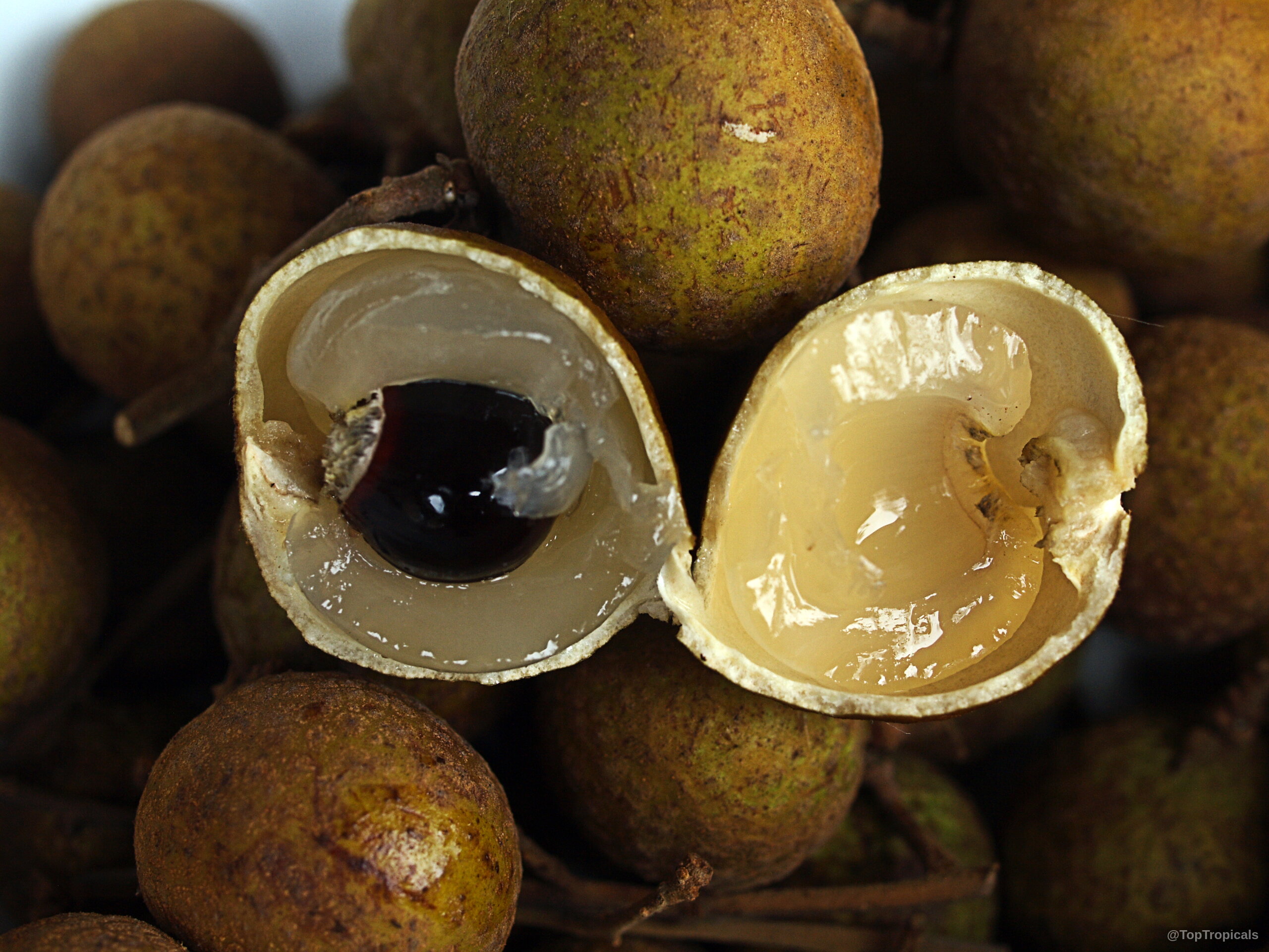 Dimocarpus longan (Longan) fruit split open revealing white translucent flesh and a dark black seed. Dimocarpus longan (Longan) brown fruit with translucent white flesh, close up for scale reference.