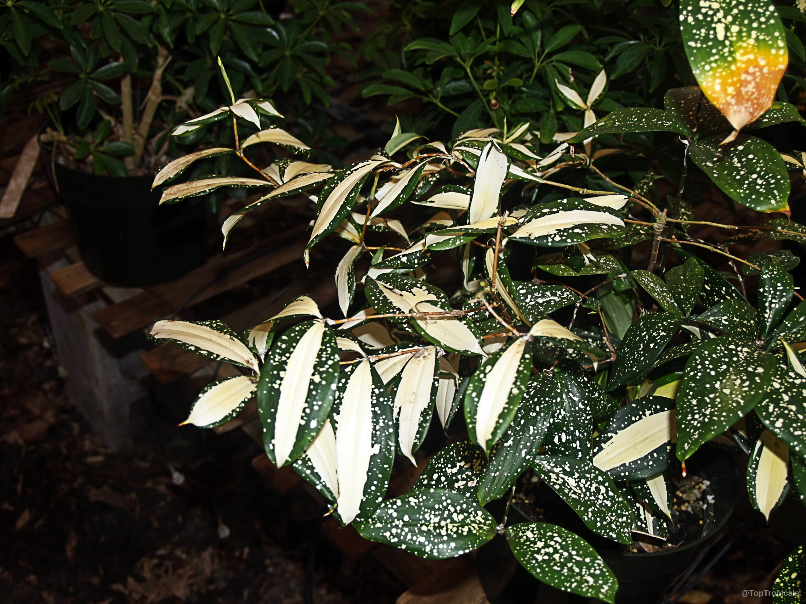Dracaena surculosa (Golddust Dracaena) | Top Tropicals Plant Encyclopedia