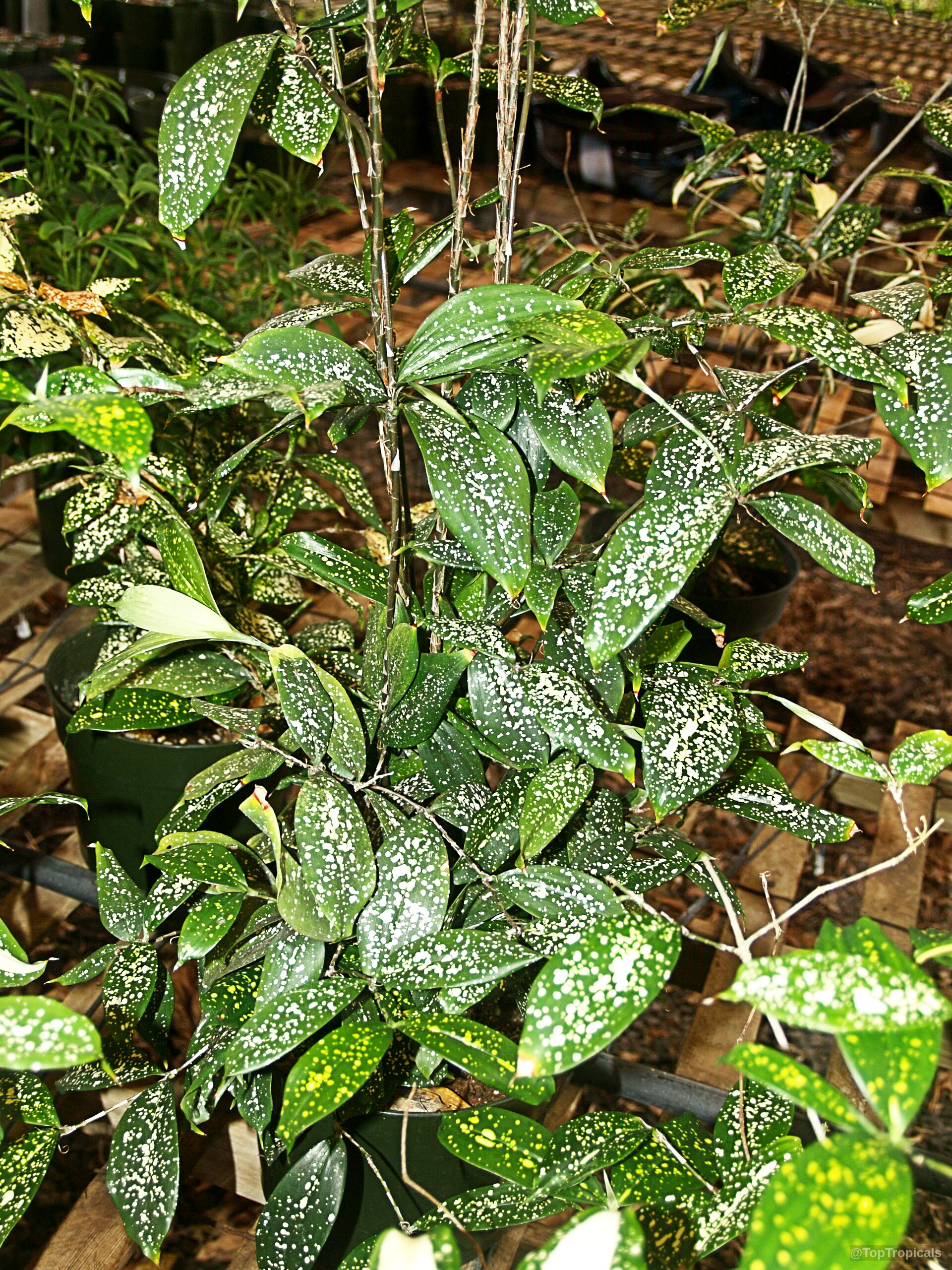 Dracaena surculosa (Golddust Dracaena) displaying numerous green leaves with tiny yellow spots on thin stems Dracaena surculosa (Golddust Dracaena) green plant with yellow speckles on numerous slender upright stems