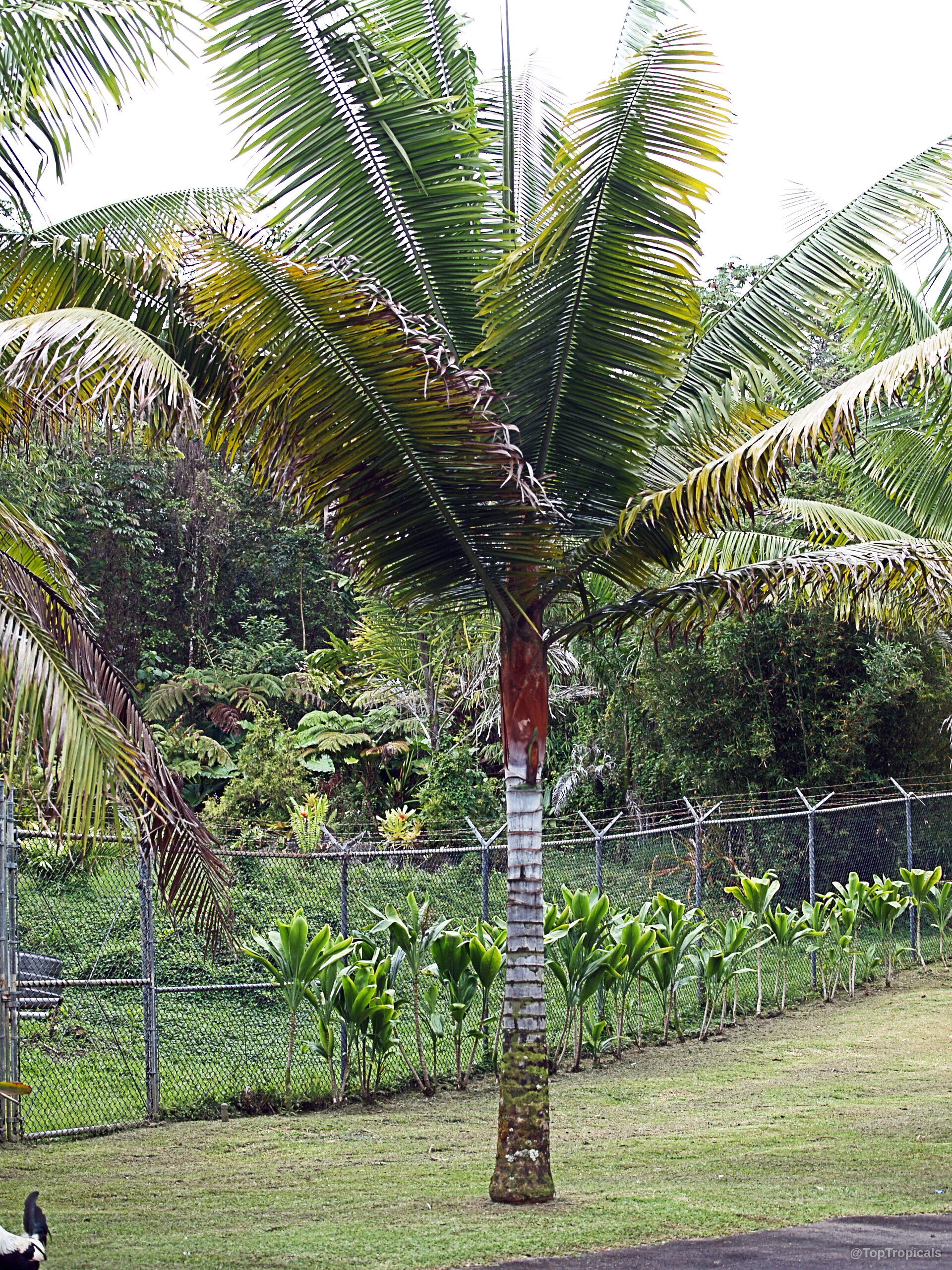 Dypsis lastelliana (Redneck Palm) tall trunk with an orange crown shaft and long arching green leaves. Dypsis lastelliana (Redneck Palm) with a distinctive orange crown shaft and green arching plant leaves.
