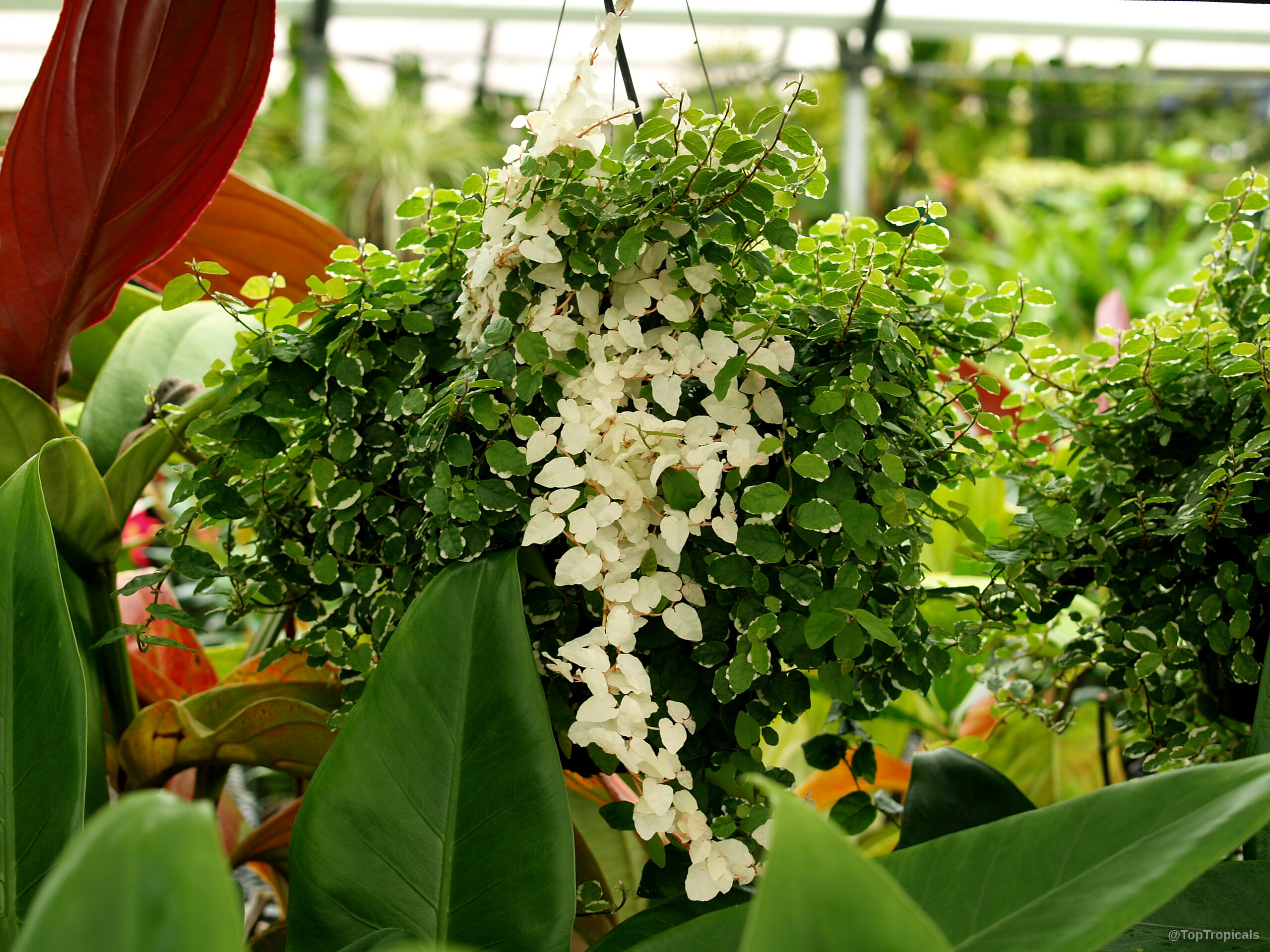 Ficus pumila (Climbing Fig) cascading leaves with white and green coloring in a hanging basket. Ficus pumila (Climbing Fig) white and green variegated leaves hanging from a basket plant