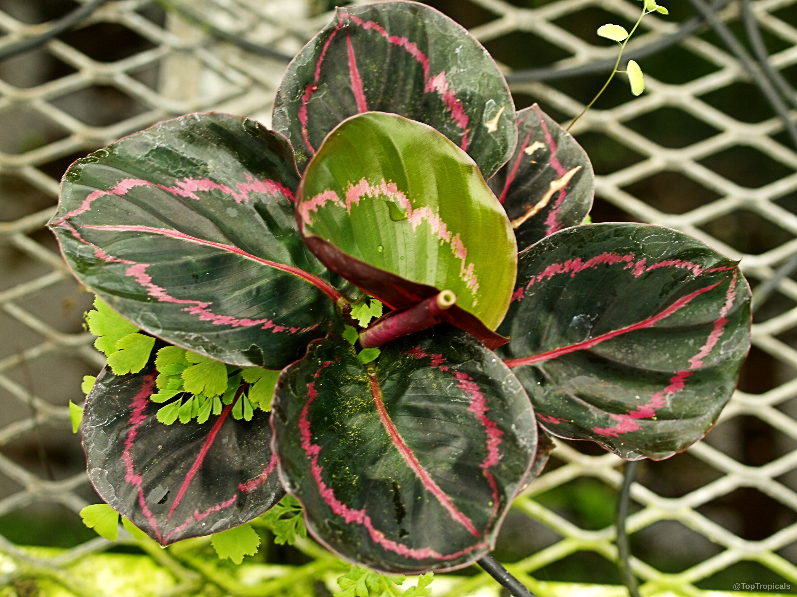 Goeppertia roseopicta (Calathea) leaves marked with pink color against dark green foliage from top view Goeppertia roseopicta (Calathea) plant with dark green leaves and pink markings in top view